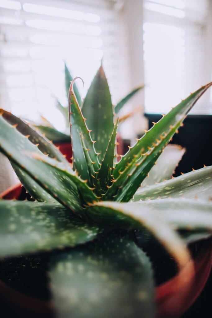 Healthy aloe vera plant in a terracotta pot indoors
