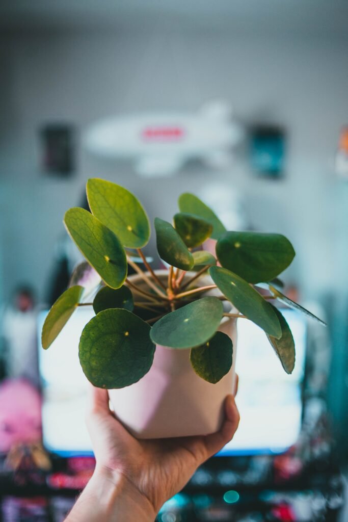 Chinese money plant in a white ceramic pot held by hand