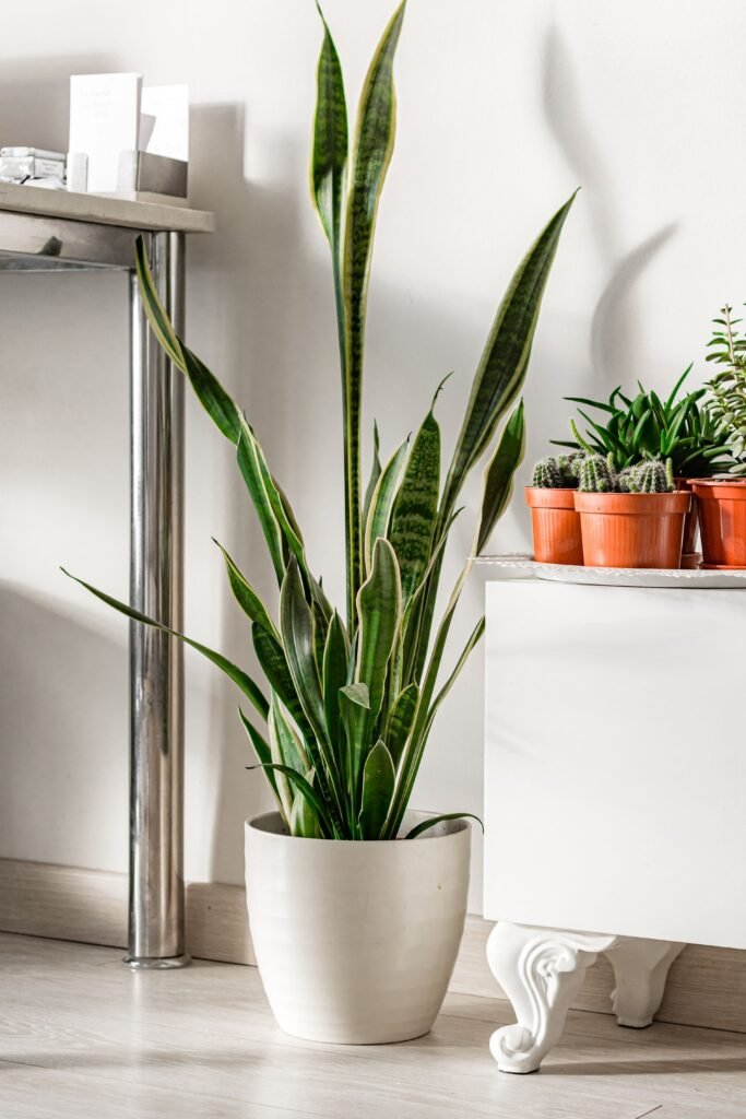 Tall snake plant in a white pot with indoor decor