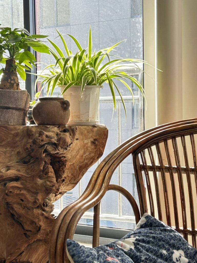 Lush spider plant on a sunny windowsill in a white pot