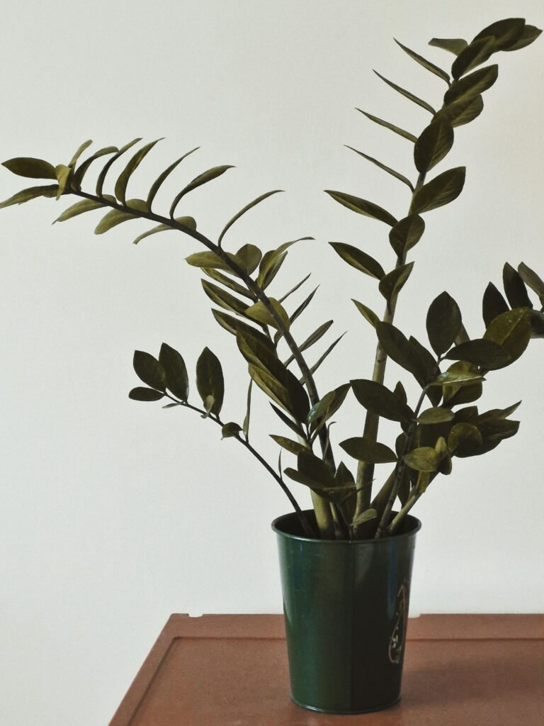 Healthy ZZ plant in a black pot on a wooden table